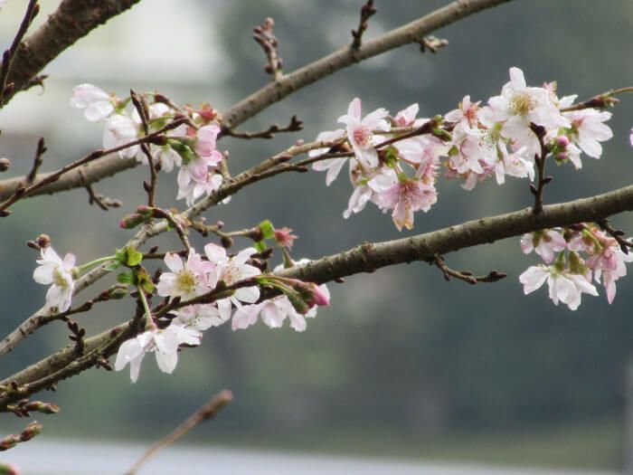 冬桜