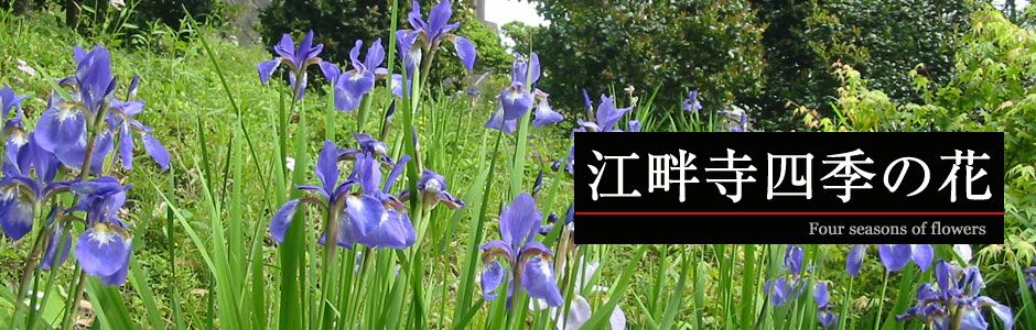 江畔寺の四季の花