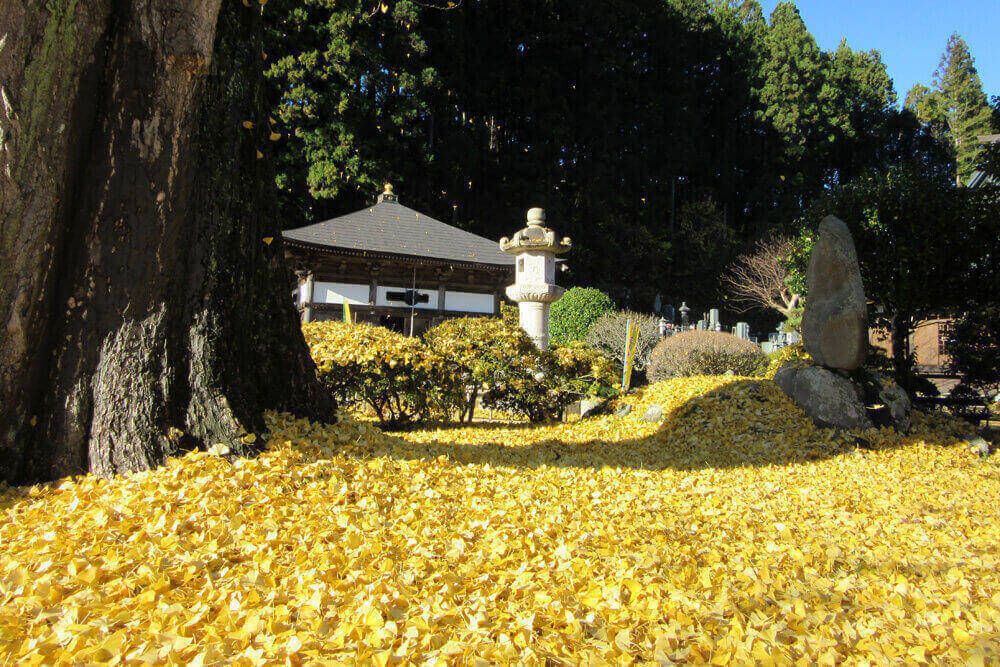 紅葉期の江畔寺大イチョウ