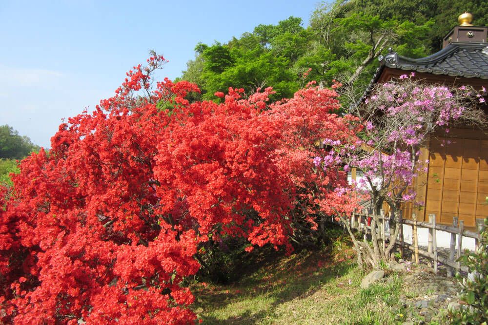 江畔寺のつつじ