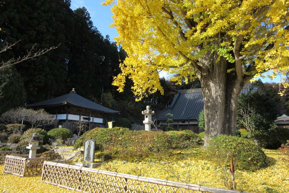 紅葉期の江畔寺大イチョウ